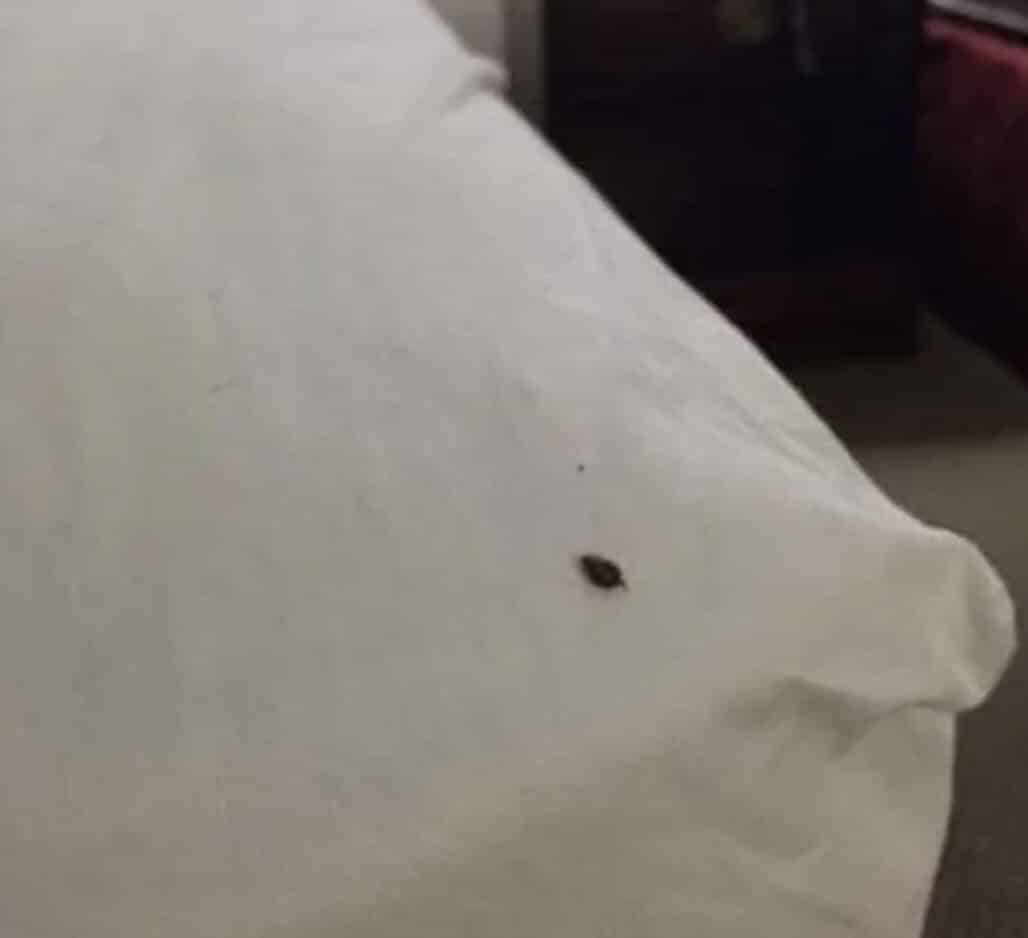 revistapazes.com - Se voc&ecirc; encontrar esses bichinhos na sua cama ou no sof&aacute;, isto &eacute; o que precisa saber