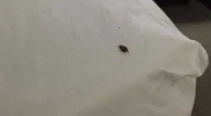 Se você encontrar esses bichinhos na sua cama ou no sofá, isto é o que precisa saber