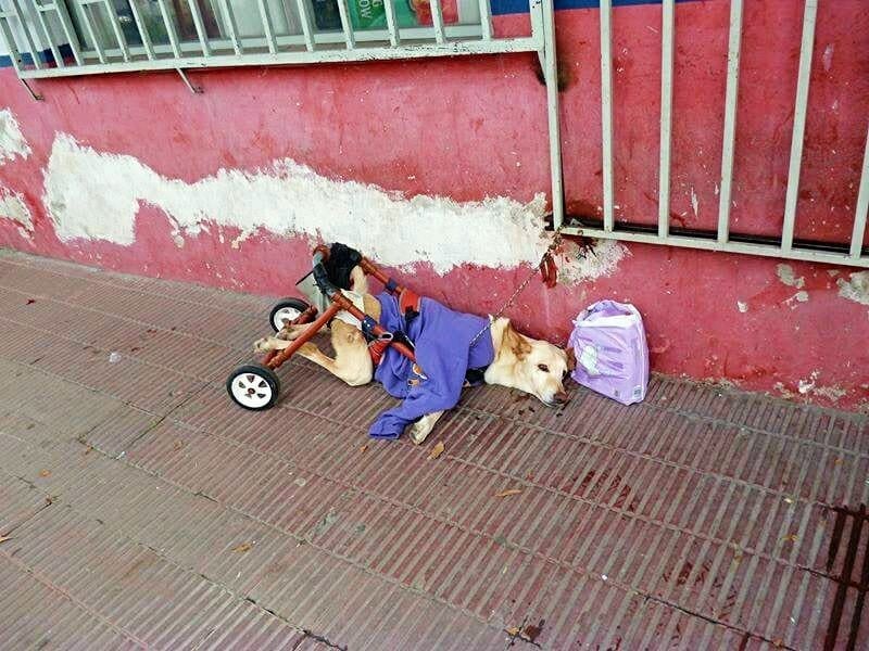 revistapazes.com - Cadelinha com defici&ecirc;ncia &eacute; abandonada com uma bolsa de fraldas e um bilhete