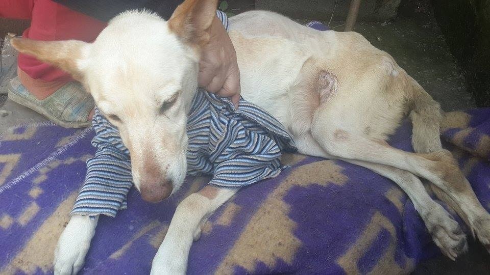 revistapazes.com - Cadelinha com defici&ecirc;ncia &eacute; abandonada com uma bolsa de fraldas e um bilhete