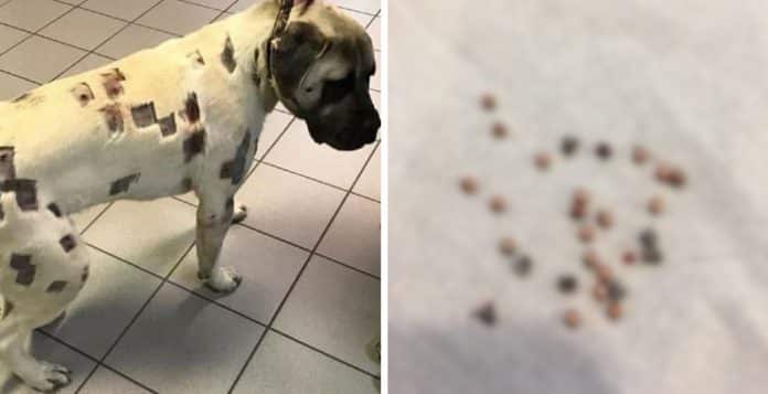 Mãe acredita que seu cachorro está coberto de picadas, mas depois descobre que era uma bizarrice feita pelo vizinho
