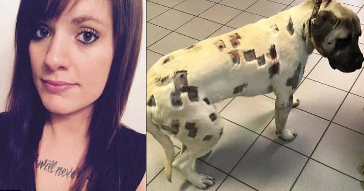 revistapazes.com - M&atilde;e acredita que seu cachorro est&aacute; coberto de picadas, mas depois descobre que era uma bizarrice feita pelo vizinho