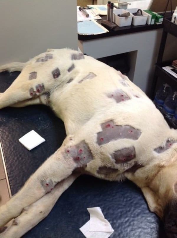 revistapazes.com - M&atilde;e acredita que seu cachorro est&aacute; coberto de picadas, mas depois descobre que era uma bizarrice feita pelo vizinho