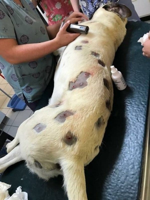 revistapazes.com - M&atilde;e acredita que seu cachorro est&aacute; coberto de picadas, mas depois descobre que era uma bizarrice feita pelo vizinho