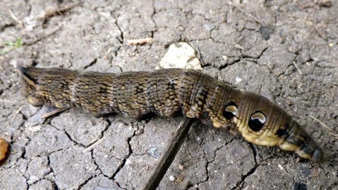 Ela achou que havia uma serpente no jardim, mas um detalhe no corpo do animal escondia a resposta