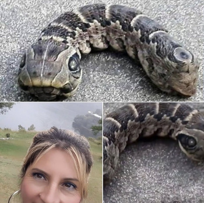 revistapazes.com - Ela achou que havia uma serpente no jardim, mas um detalhe no corpo do animal escondia a resposta