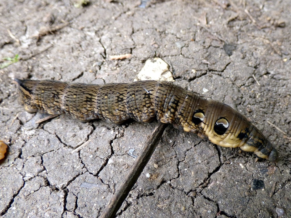 revistapazes.com - Ela achou que havia uma serpente no jardim, mas um detalhe no corpo do animal escondia a resposta