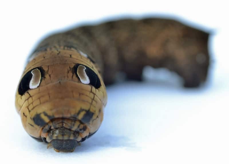 revistapazes.com - Ela achou que havia uma serpente no jardim, mas um detalhe no corpo do animal escondia a resposta